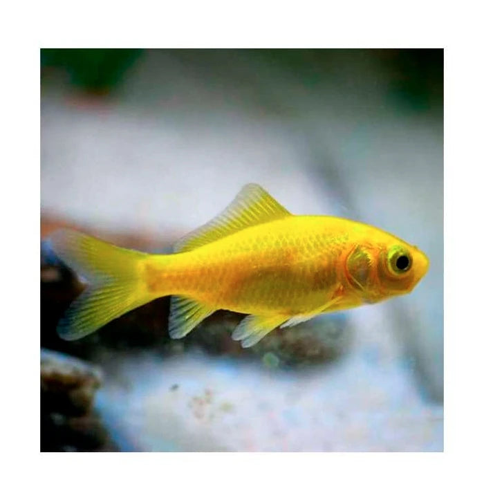 Pez Carassius Cometa Oro - imagen 1