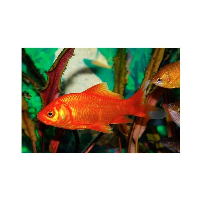 Pez Carassius Cometa - imagen 1