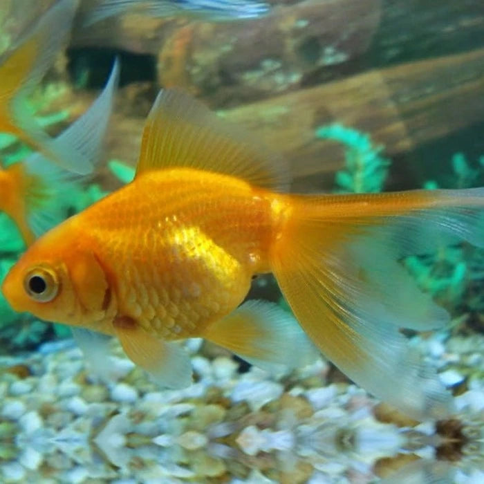 Pez Carassius Fantasía - imagen 1