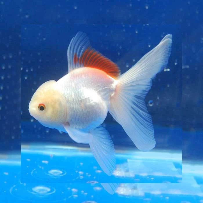 Pez Carassius Oranda - imagen 1