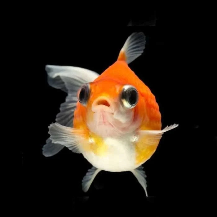 Pez Carassius Perlado - imagen 1