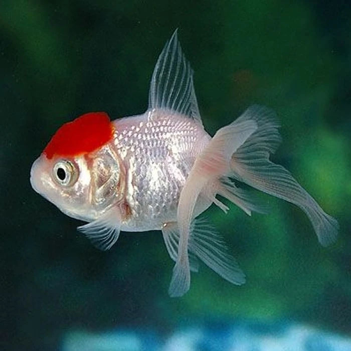 Pez Carassius Red Cap - imagen 1
