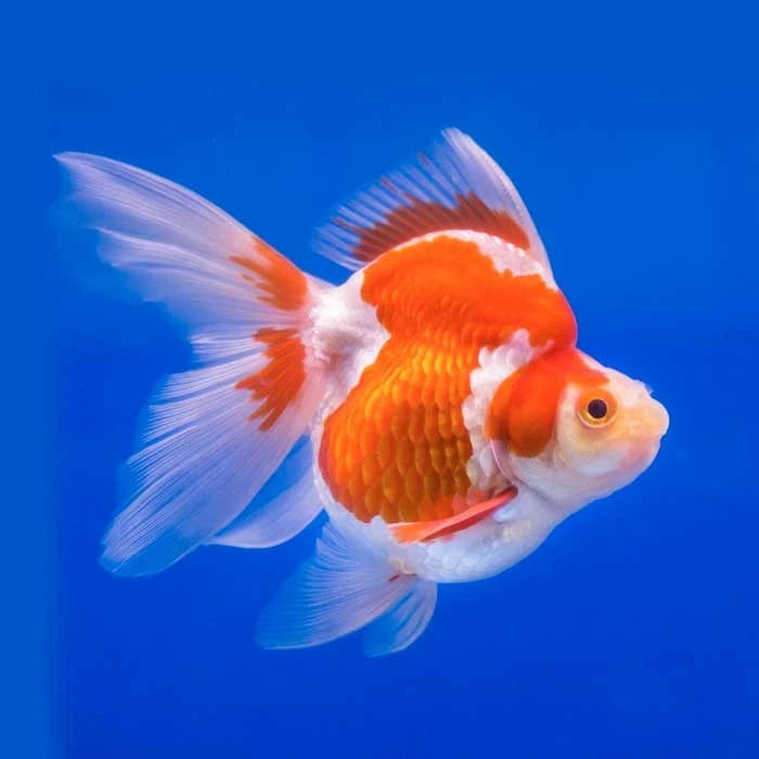 Pez Carassius Ryukin XL - imagen 1