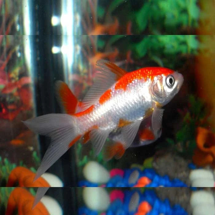 Pez Carassius Sarasa - imagen 1