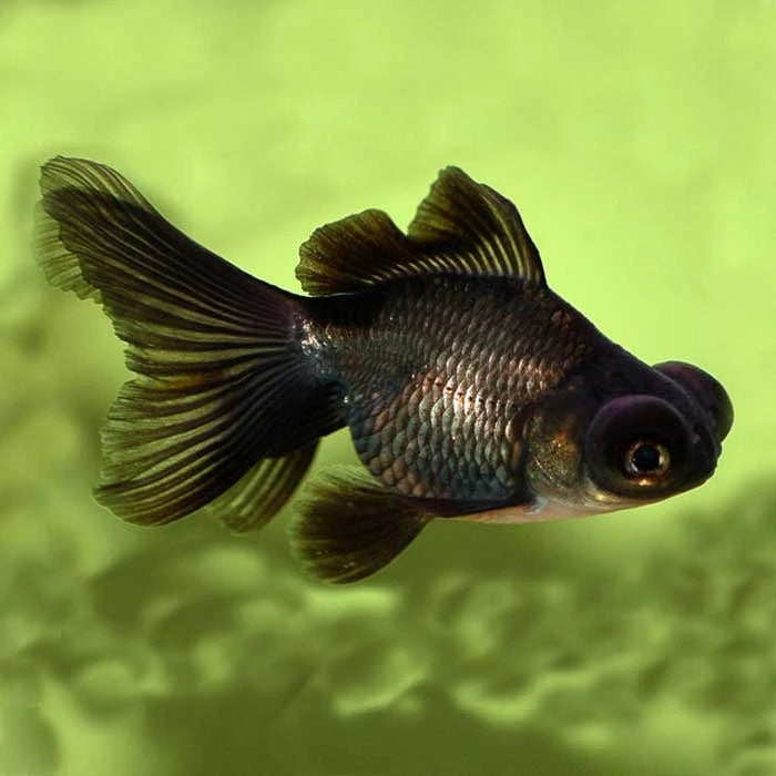 Pez Carassius Telescopico Negro - imagen 1