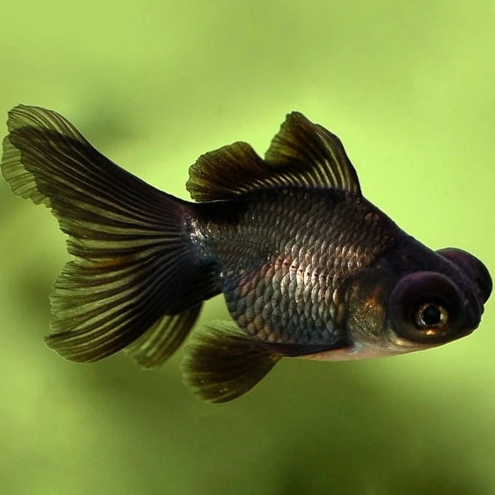 Pez Carassius Telescopio - imagen 1