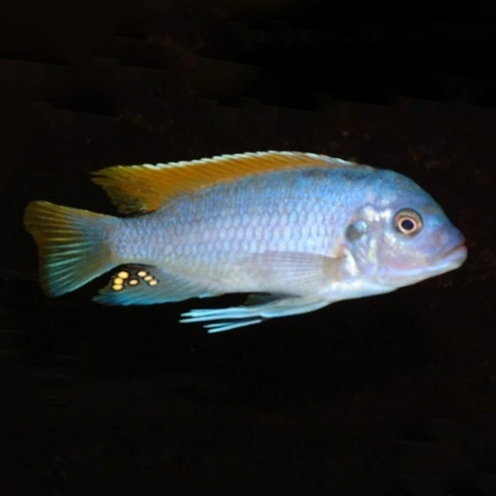 Pez Ciclido Greshakei Ice Blue - imagen 1