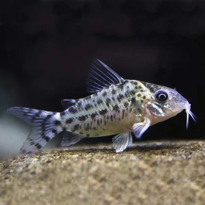 Pez Corydora Agassizi - imagen 1