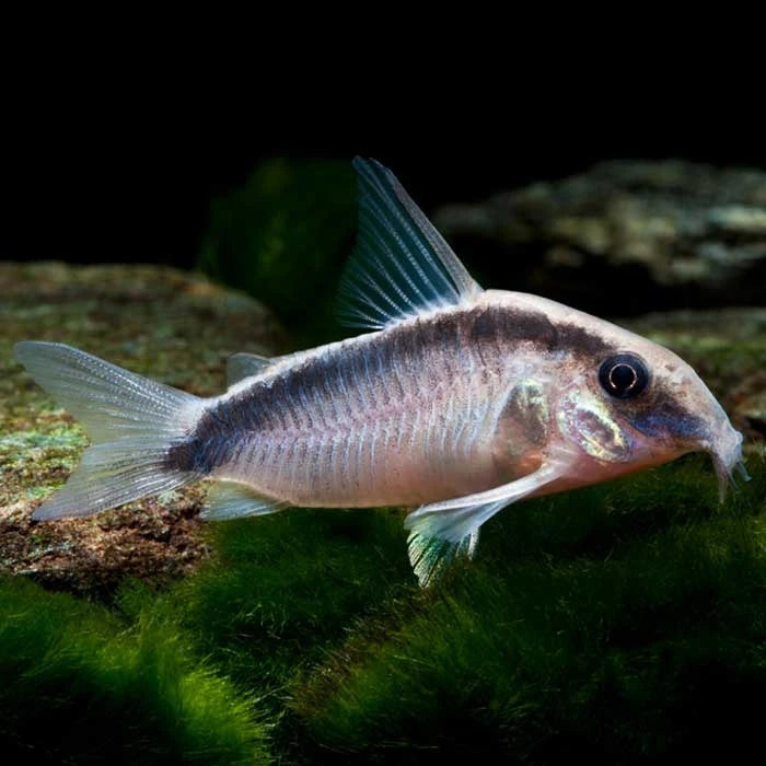 Pez Corydora Arcuatus - imagen 1