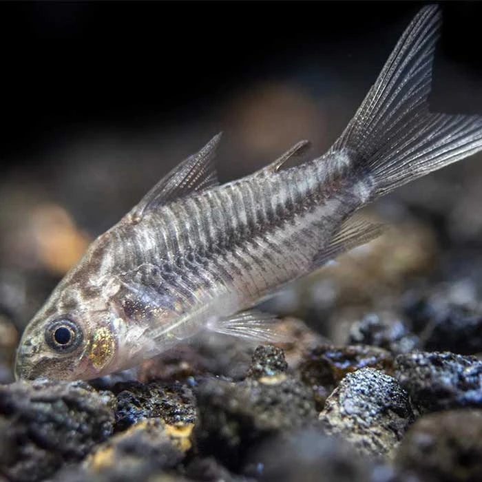 Pez Corydora Elegans - imagen 1
