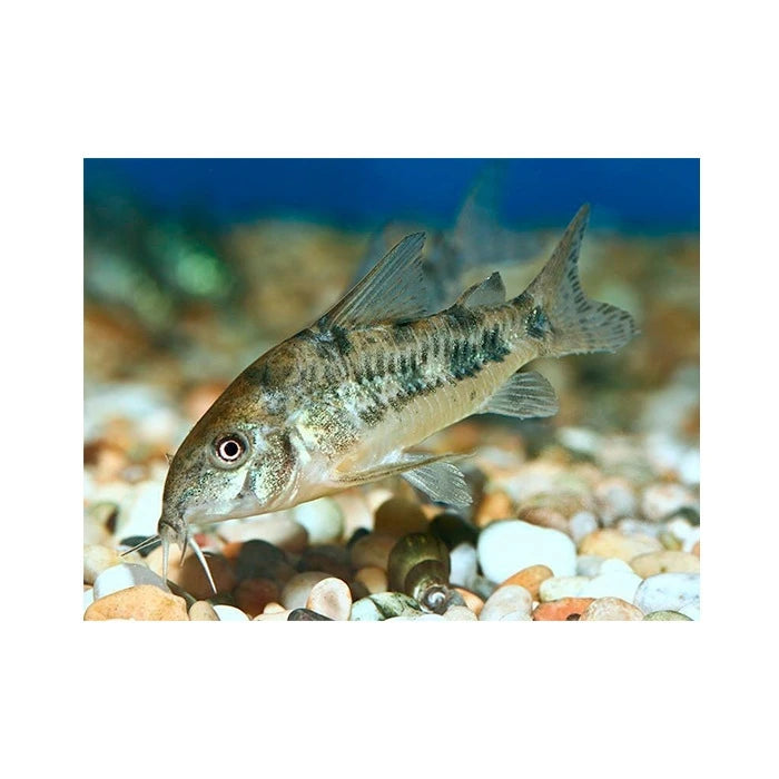 Pez Corydora green cat - imagen 1