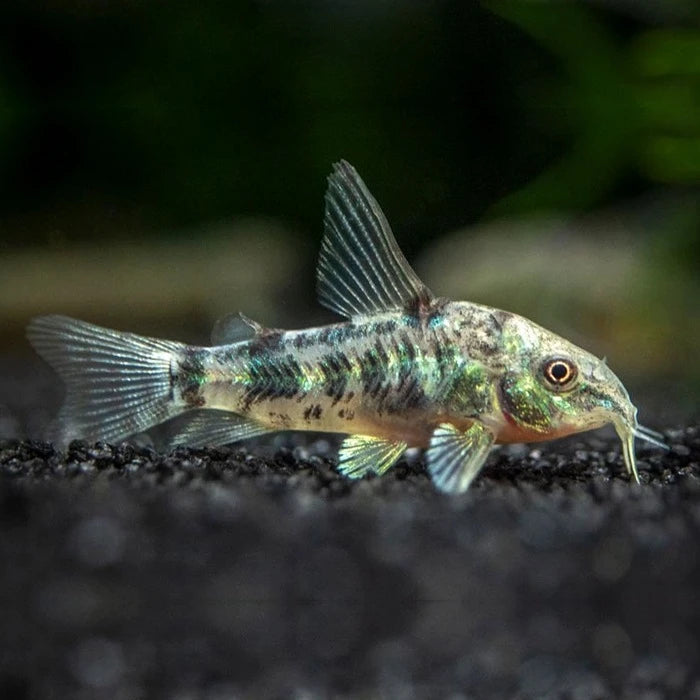 Pez Corydora paleatus - imagen 1