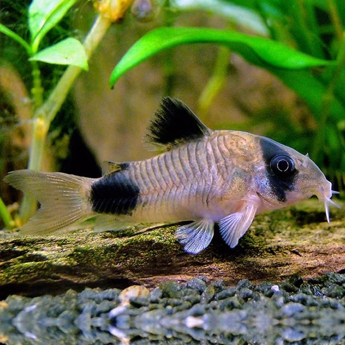 Pez Corydora Panda - imagen 1