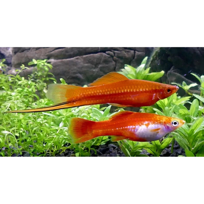 Pez Espada Amarilla - imagen 1