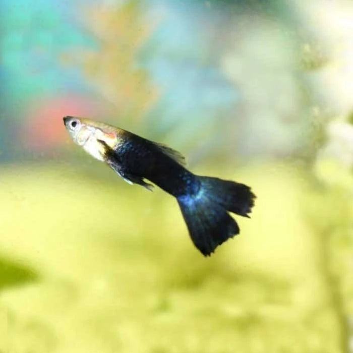 Pez Guppy Half Black - imagen 1