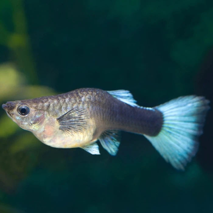 Pez Guppy Hembra - imagen 1