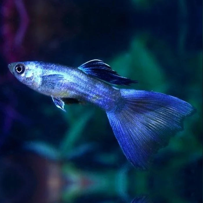 Pez Guppy Macho - imagen 1