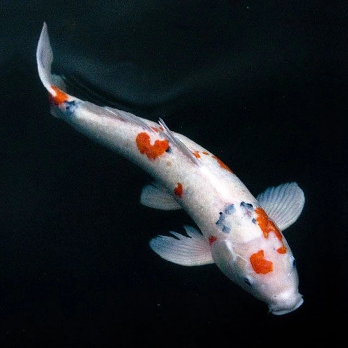 Pez Koi - imagen 1