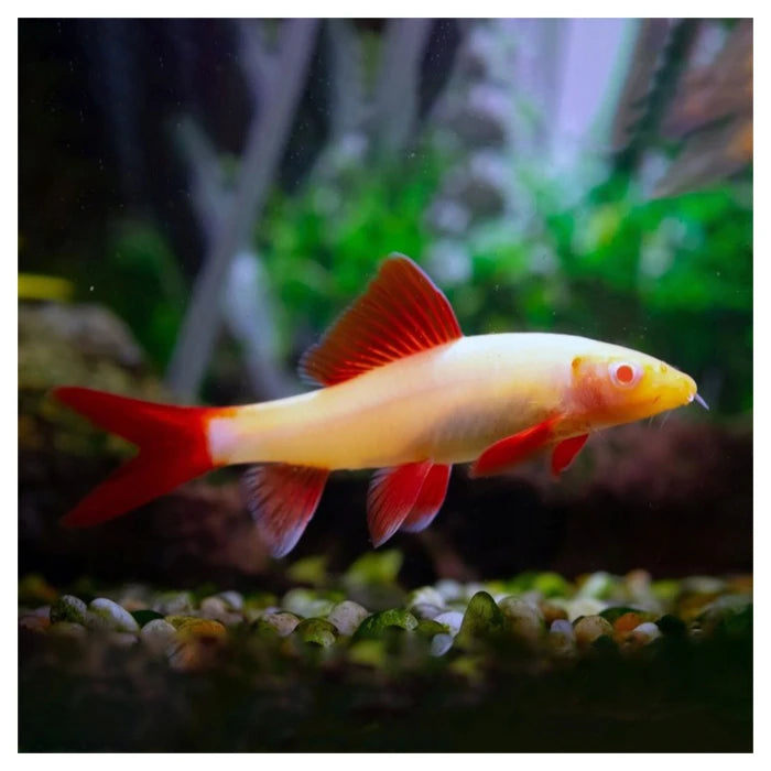 Pez Labeo Albino - imagen 1
