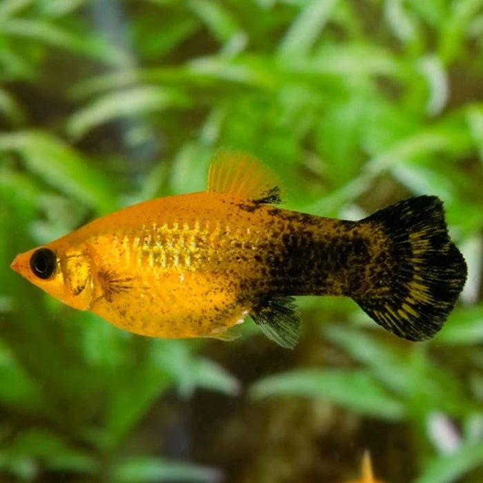 Pez Molly Gold Lira - imagen 1