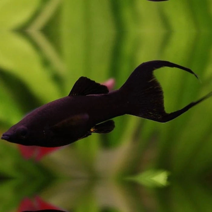 Pez Molly Negro - imagen 1
