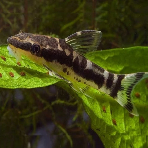 Pez Otocinclus affinis