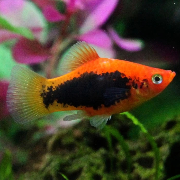 Pez Platy Tricolor - imagen 1