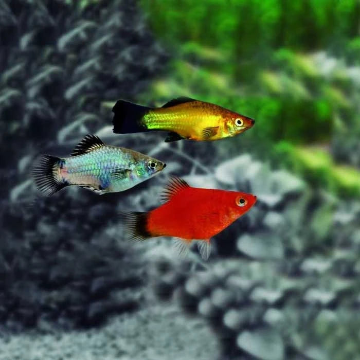 Pez Platy Wagtail - imagen 1