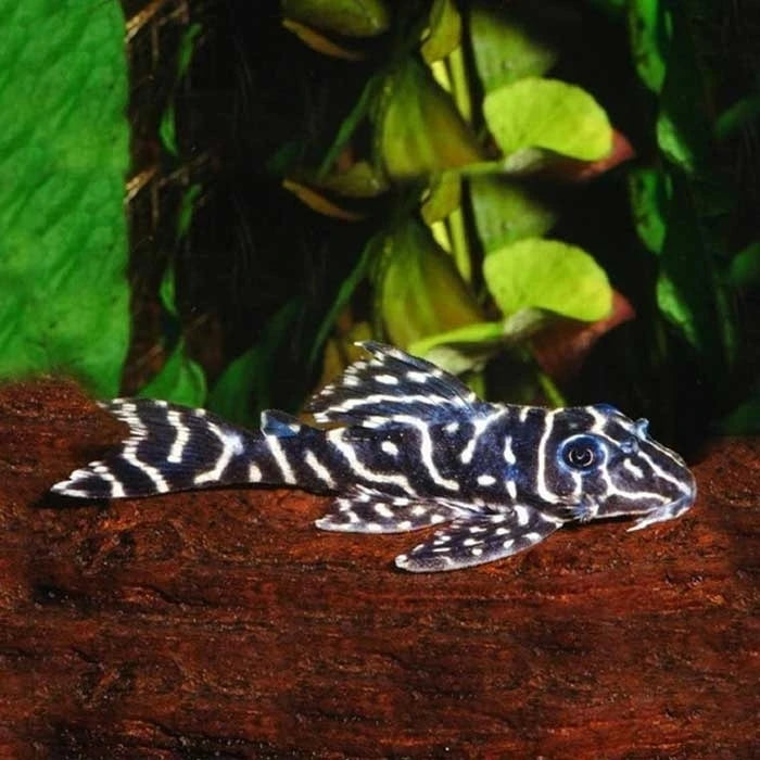 Pez Pleco Falso Cebra - imagen 1