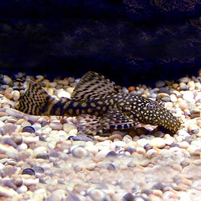 Pez Plecostomus Ancistrus - imagen 1