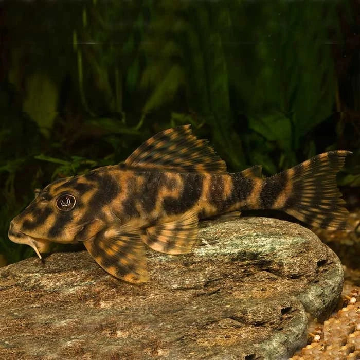 Pez Plecostomus Vittata - imagen 1