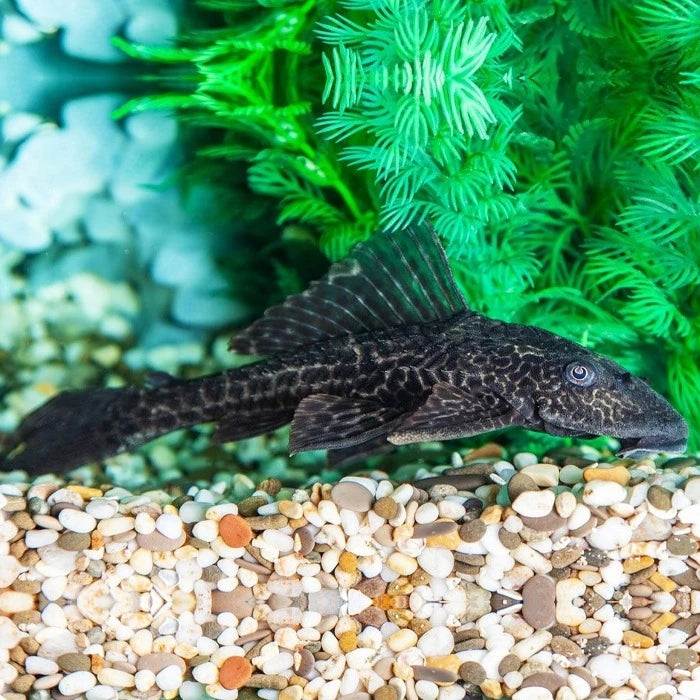 Pez Plecostomus - imagen 1