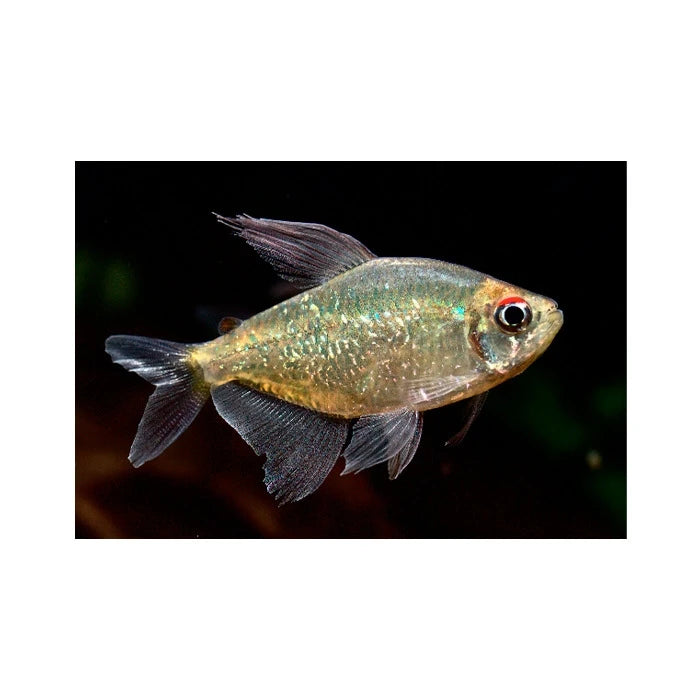 Pez Tetra Diamante - imagen 1