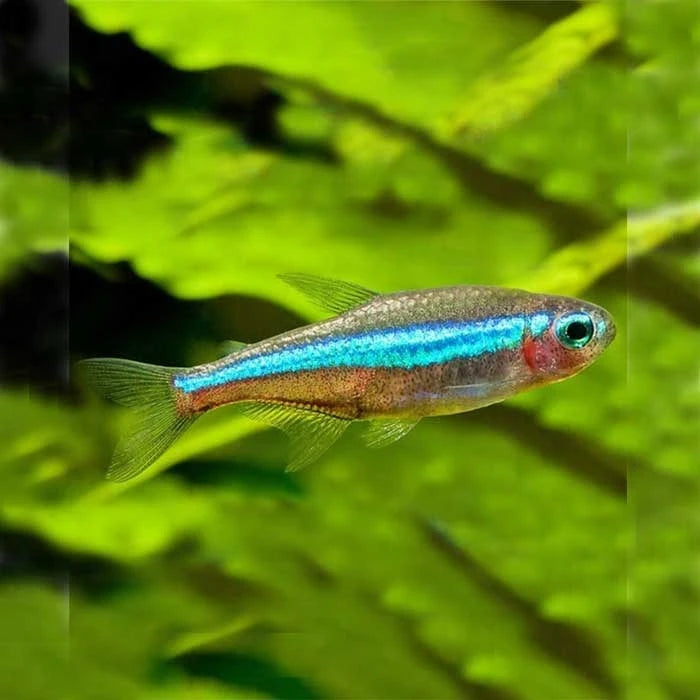 PEZ TETRA NEON - imagen 1