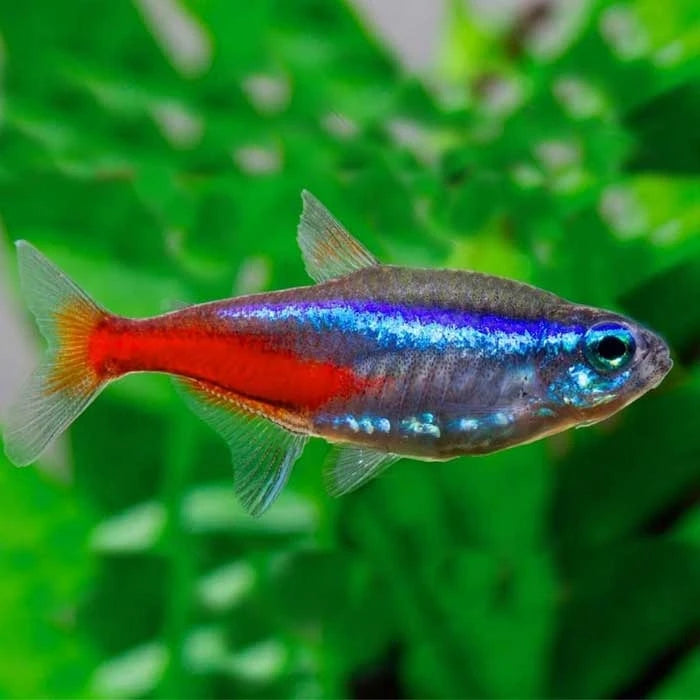 Pez Tetra Neón - imagen 1