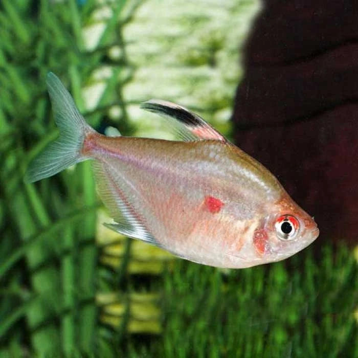 Pez Tetra Rosita - imagen 1