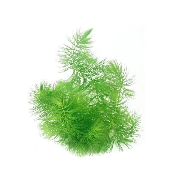 Planta Pino adorno para acuario - imagen 1