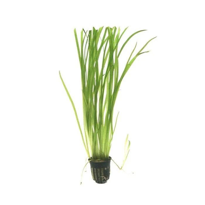 Planta Vallisneria Gigante adorno para acuario - imagen 1