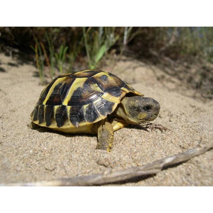 Tortuga Mediterranea - imagen 1