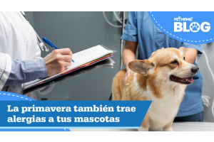 La Primavera También Trae Alergias para Tus Mascotas