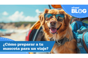 ¿Cómo preparar a tu mascota para un viaje?