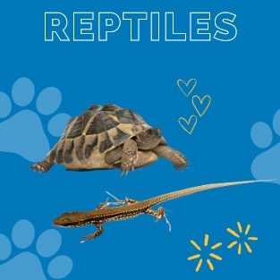 Reptiles