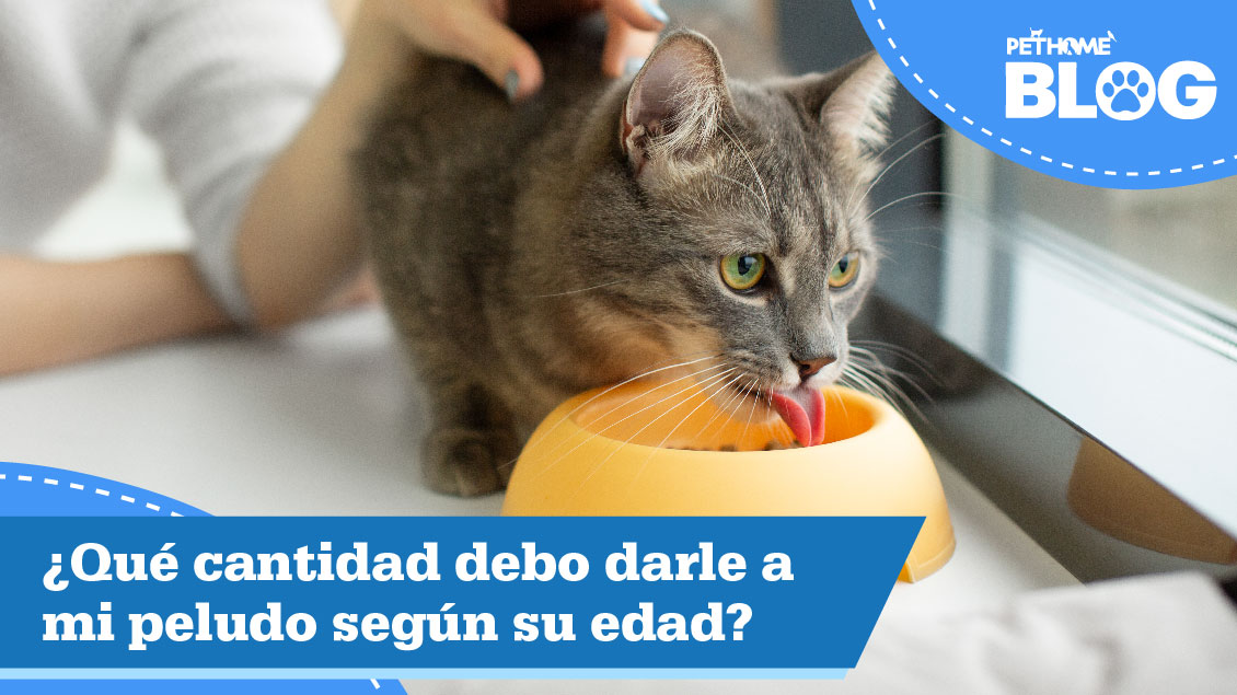 ¿Que cantidad debo darle a mi peludo segun su edad ?