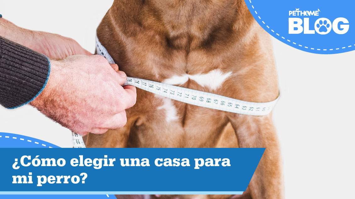 ¿Cómo elegir una casa para mi perro? 