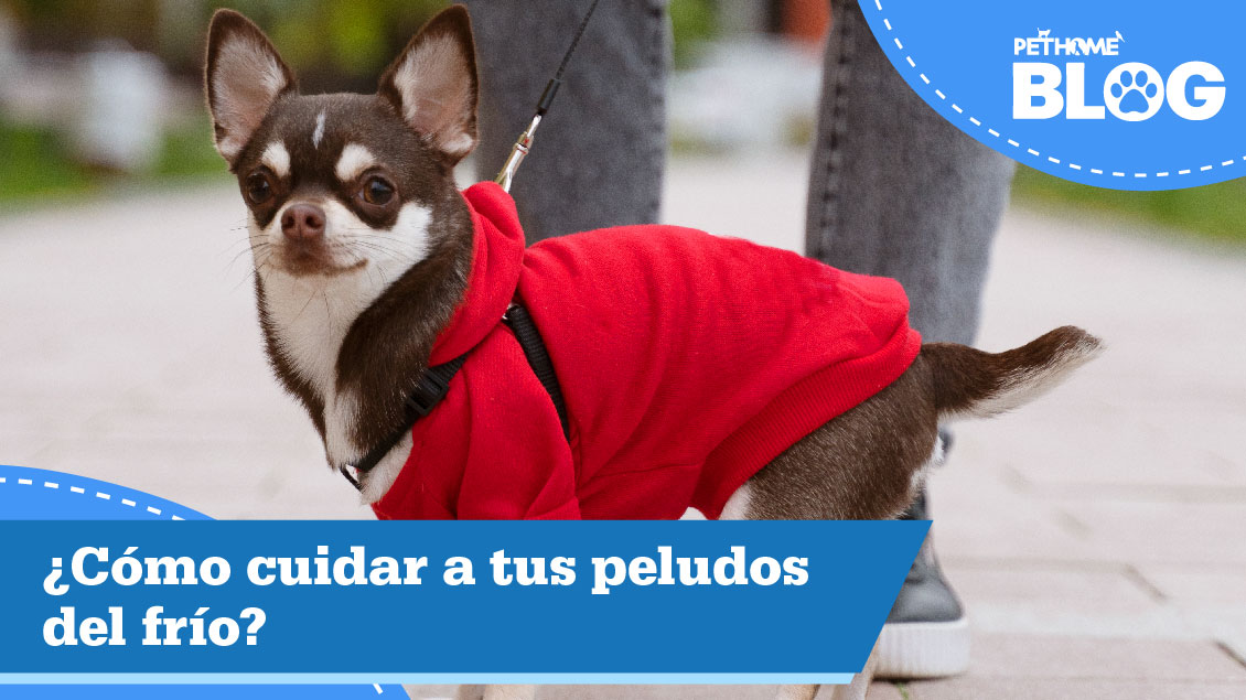 ¿ Como cuidar a tus peludos del frio? 