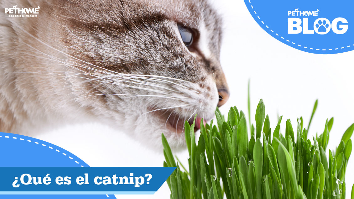 ¿Qué es el catnip?