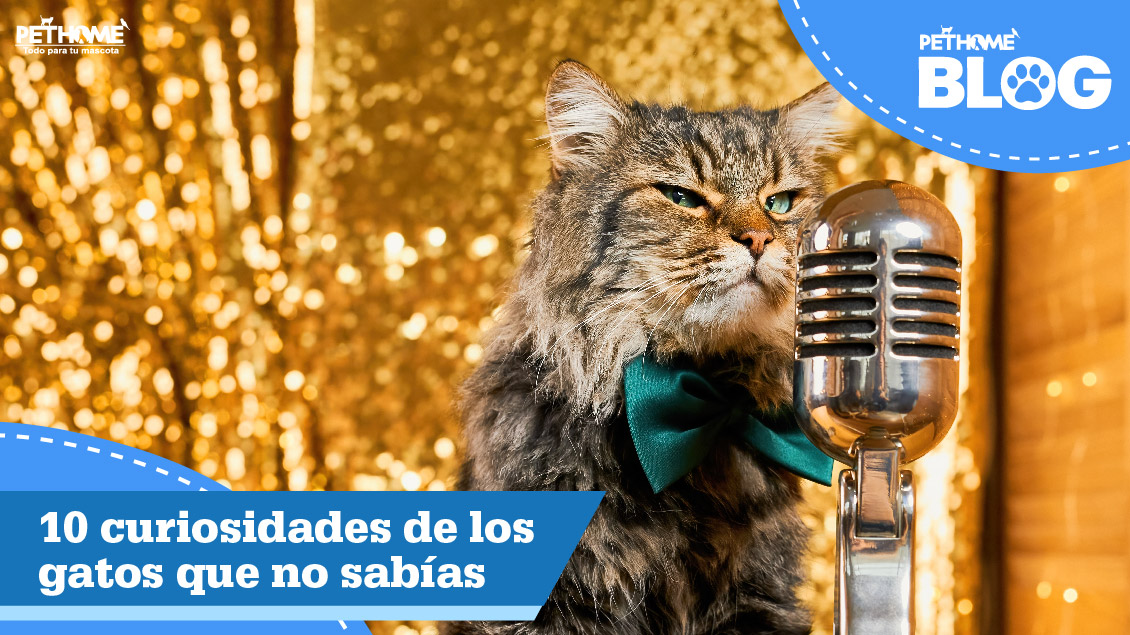 10 Curiosidades de los gatos que no sabías.