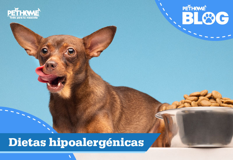 /blog/post/mascotas-hipoalergenicas