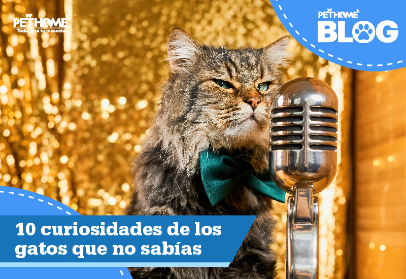 10 Curiosidades de los Gatos que no Sabías.